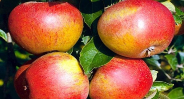 Popis a charakteristika odrůdy jabloní sladké blaženosti, ukazatele výnosu a recenze zahradníků